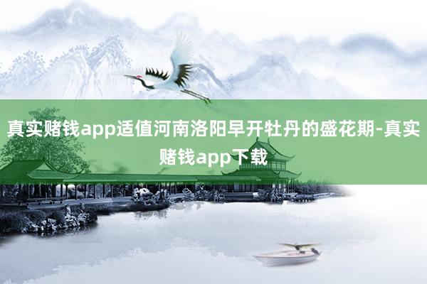 真实赌钱app适值河南洛阳早开牡丹的盛花期-真实赌钱app下载